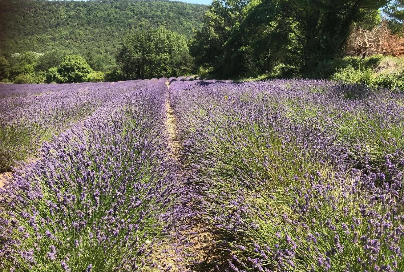Les Claveaux Montfuron Villa